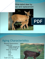 AGING White Tail Deer