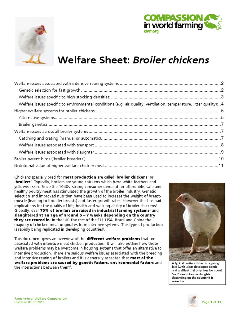 Welfare Welfare Sheet Broiler Chickens PDF Broiler Animal Welfare