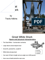 The Great White Shark