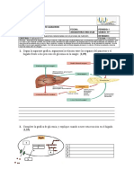 Glicemia y Nutrición