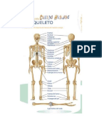2 Esqueleto Humano A Saturacion Oximetria Reflejo Popilar