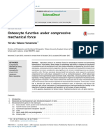 Osteocyte Function Under Compressive Mechanical Force: Sciencedirect