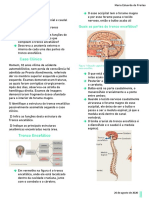 Tronco Encefálico Anatomia Funções