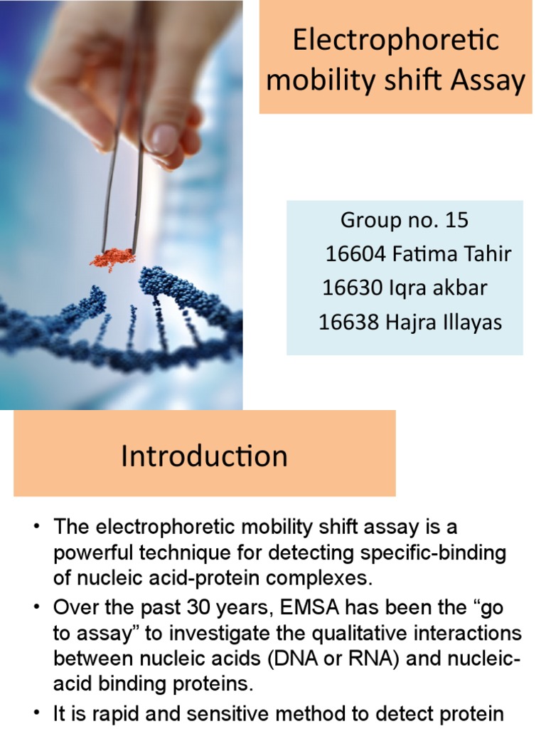 Electrophoretic Mobility Shift Assay Overview | PDF | Gel ...