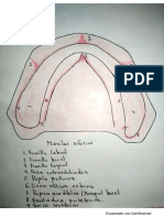 Anatomia de Maxilares Edentulos