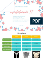 Diferencias Del Hueso Sacro
