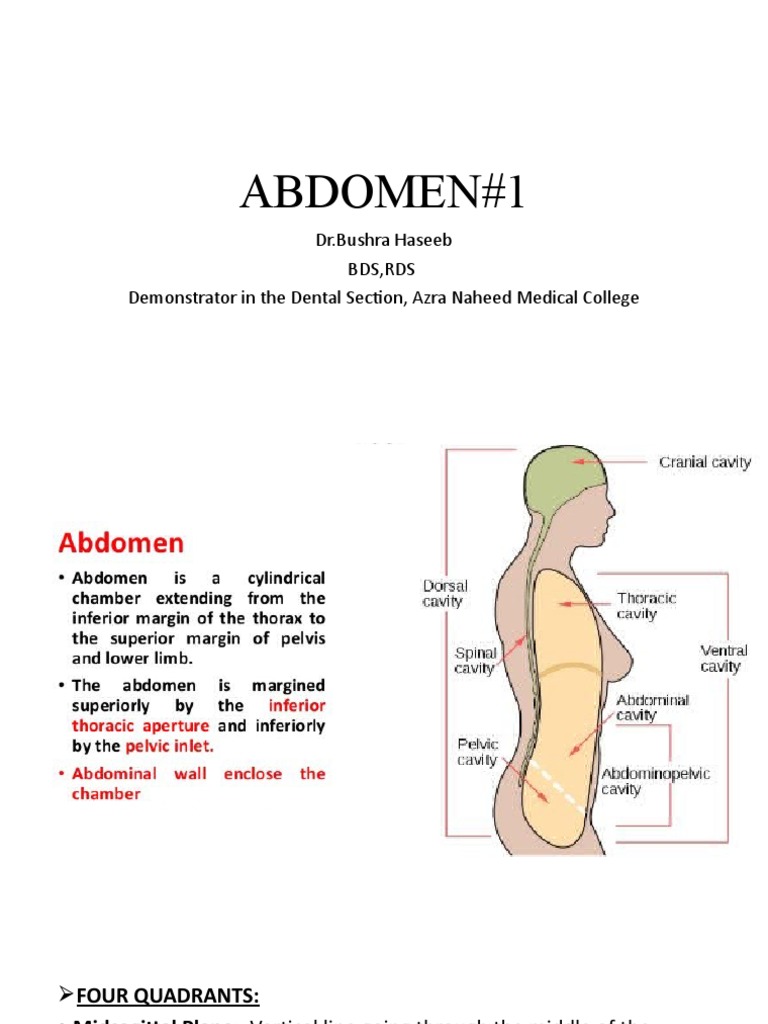 Abdominal Anatomy Overview | PDF | Abdomen | Pelvis