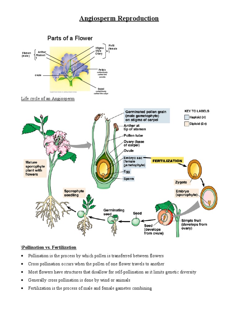 Angiosperm Reproduction Parts of A Flower PDF Flowers Seed
