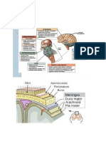 anatomi otak