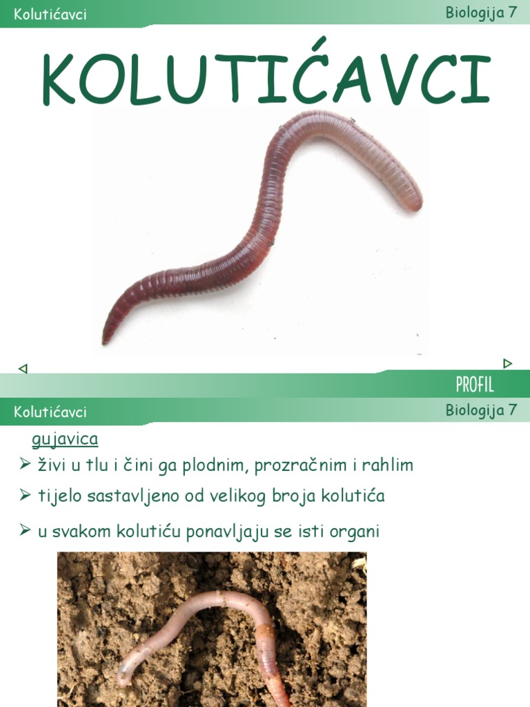 17 Koluticavci | PDF