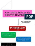anatoma dental en dientes temporales