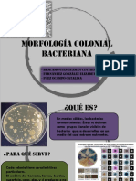 Morfología Colonial Bacteriana FINAL - Eq - 5