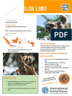 Javan Slow Loris: Critically Endangered Primate