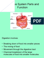 Digestive System Parts and Function 2011