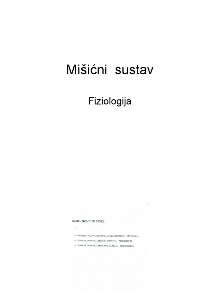 Misicni Sustav | PDF