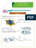 Clasificación de Las Células 15 Febrero 2021