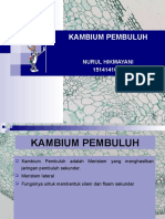 Kambium Pembuluh