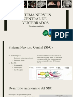 Comparacion de SNC en Vertebrados e Invertebrados 2