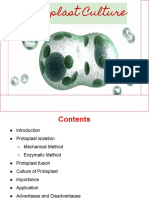 Protoplast Culture