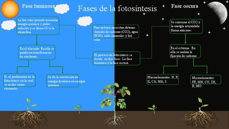 Fases de La Fotosintesis | PDF