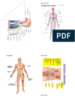 Sistemas Del Cuerpo Humano