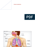 2 de sept Sistema respiratorio