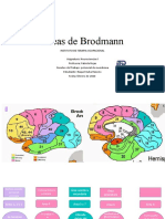 Áreas de Brodmann