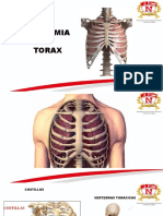 Seminario Torax