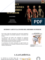 Huesos y articulaciones del miembro superior: anatomía y lesiones deportivas