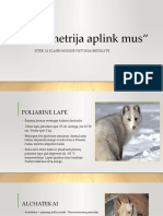 Simetrija Aplink Mus