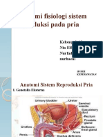 Sistem Reproduksi Pria