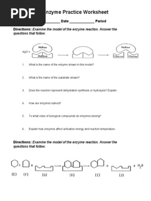 Enzyme Practice Worksheet | PDF