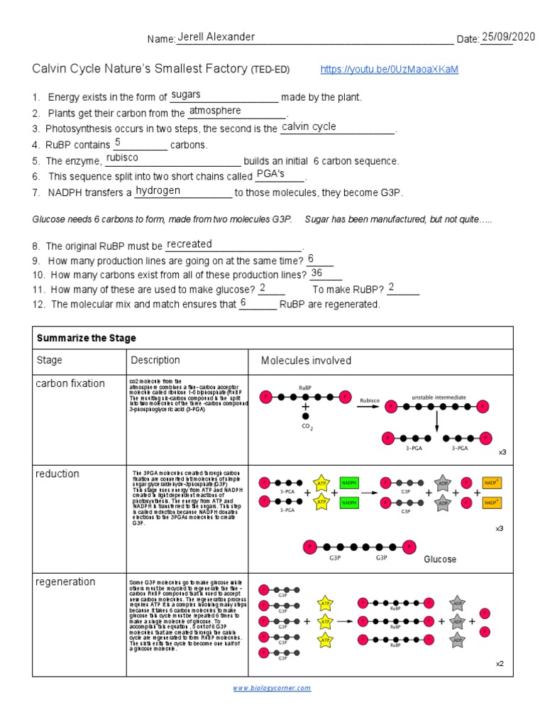 Understanding the Calvin Cycle Steps | PDF