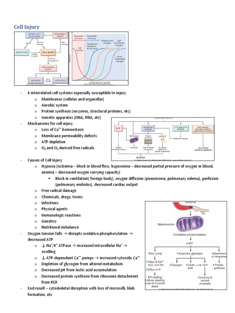 Types of Necrosis in Cell Injury | PDF | Adaptive Immune System | Major ...