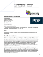Rodilegno Giallo - Zeuzera Pyrina L. Atlante Di Entomologia Agraria - Insetti Utili e Dannosi
