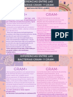 Diferencias Entre Las Bacterias Gram+ y Gram - 3