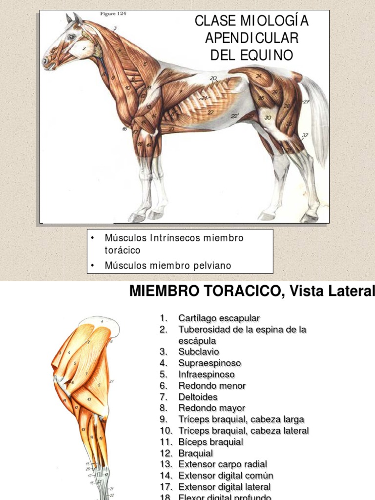 Miologia Equina | PDF | Codo | Sistema musculoesquelético, image size:768x1024