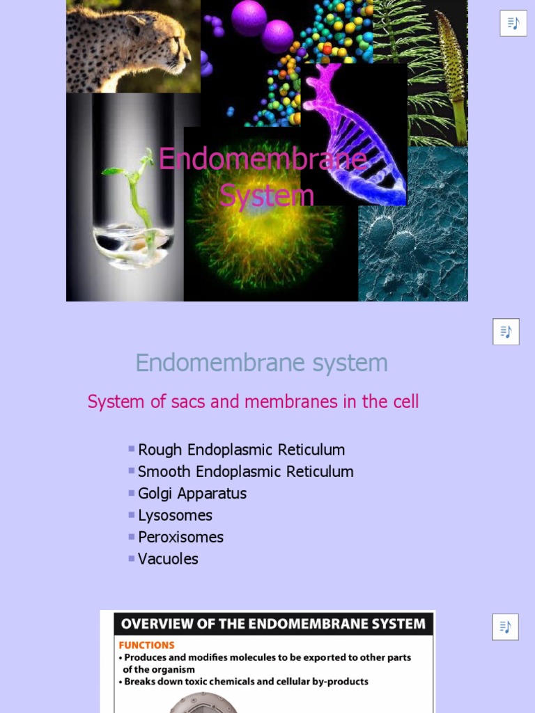 6 Endomembrane System | PDF | Endoplasmic Reticulum | Cell Biology