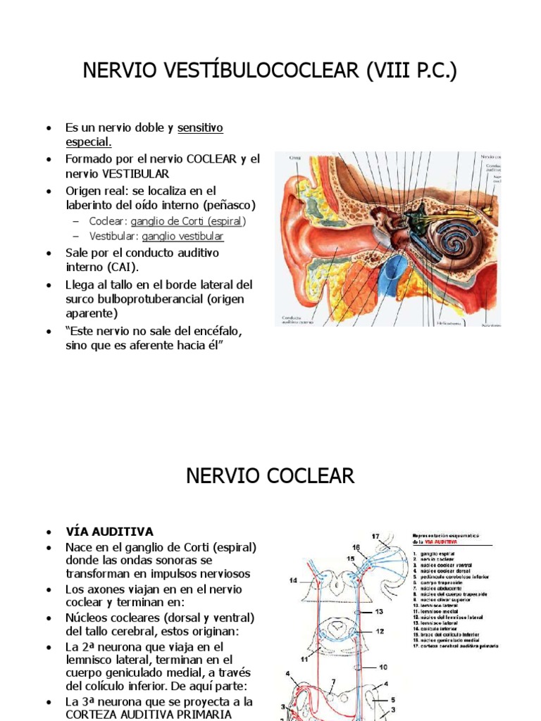 Nervio Vestíbulococlear (Viii P.C | PDF | Oído | Nervio