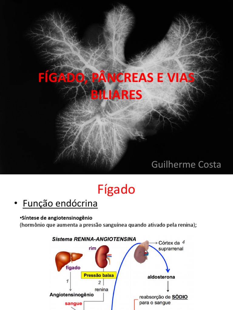 Anatomia e Funções do Fígado e Pâncreas | PDF | Pâncreas | Fígado, image size:768x1024