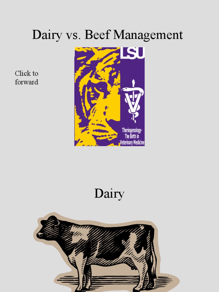 Dairy vs. Beef Management Click To Forward PDF Dairy Cattle Calf