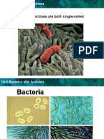 Bacteria and Archaea Are Both Single-Celled Prokaryotes.: Key Concept