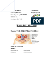 English Report: Topic: The Urinary System