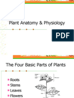 Plant Anatomy Fix