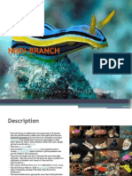 Nudi Branch