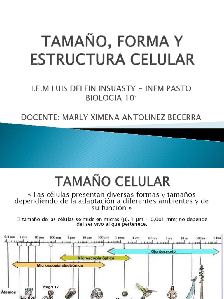 Tamaños y formas de las células | PDF | Hogar, jardinería y bricolaje ...
