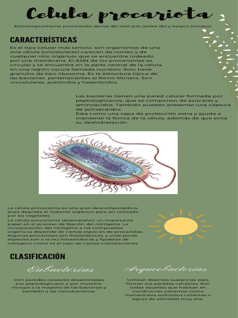 Celula Procariota | PDF | Biología Celular) | Las bacterias