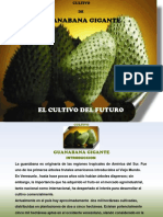 CULTIVO DE LA GUANABANA GIGANTE PARA PEQUEu00D1OS PRODUCTORES