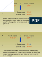 18 Problemas de Genetica Resueltos - Parte17