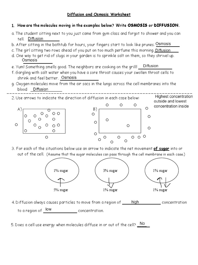 diffusion-and-osmosis-worksheet-pdf-osmosis-cell-biology